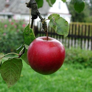 beautiful-red-apple