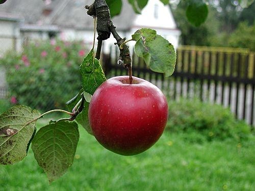 beautiful-red-apple