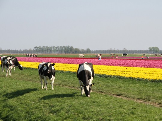 0366_cows_beemster_polder_300dpi_3425x2480px_j